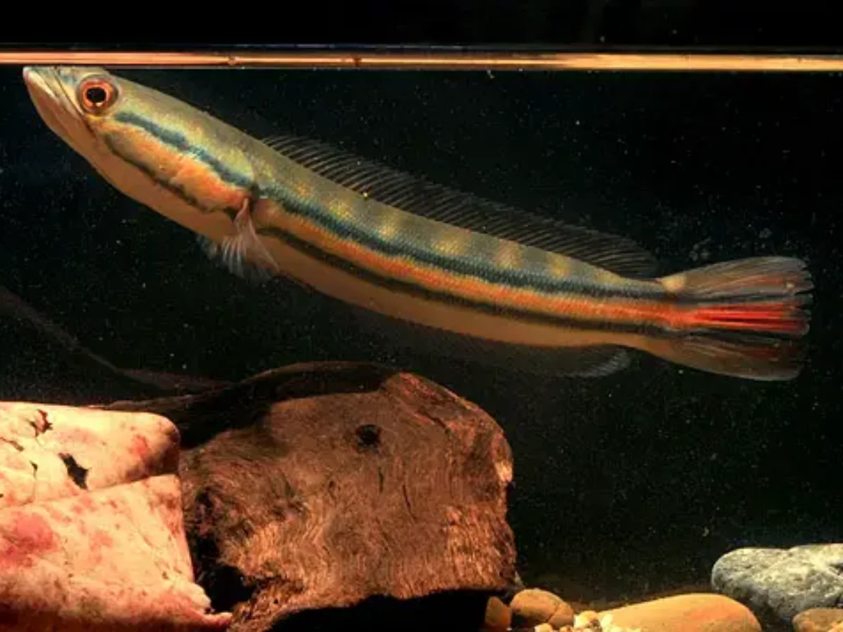 Giant Snakehead (Channa micropeltes) - En Büyük Balık Türü